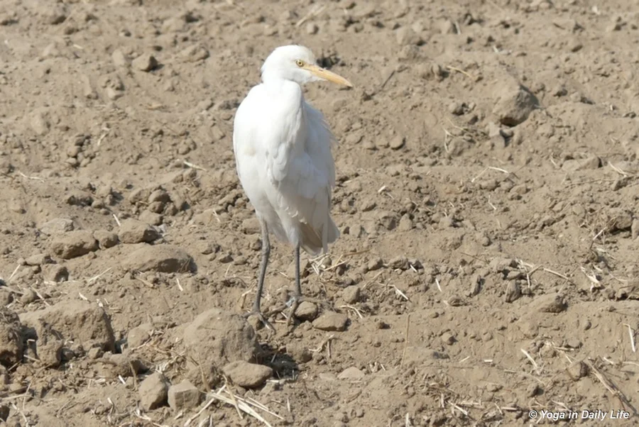 Booglas come for insects during planting and irrigation